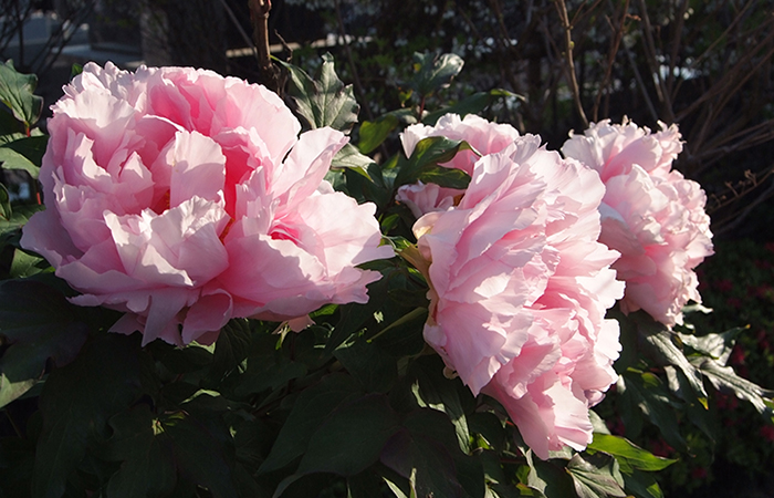 シャクヤク（芍薬）