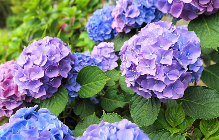 アジサイ（紫陽花）
