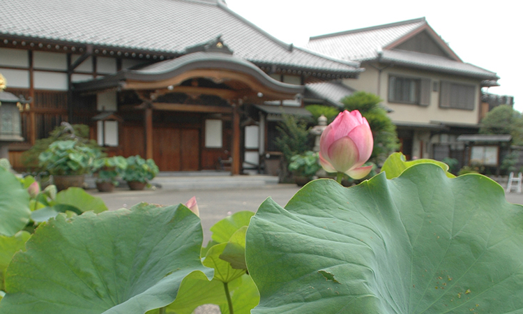 ハス（蓮）