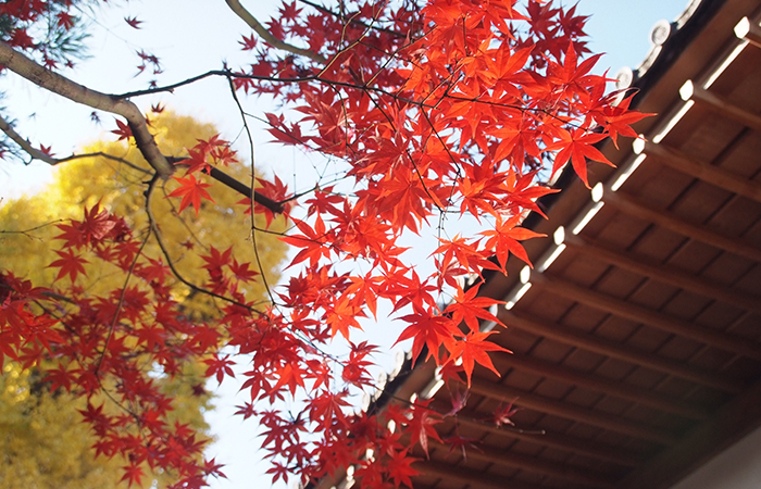 紅葉と銀杏
