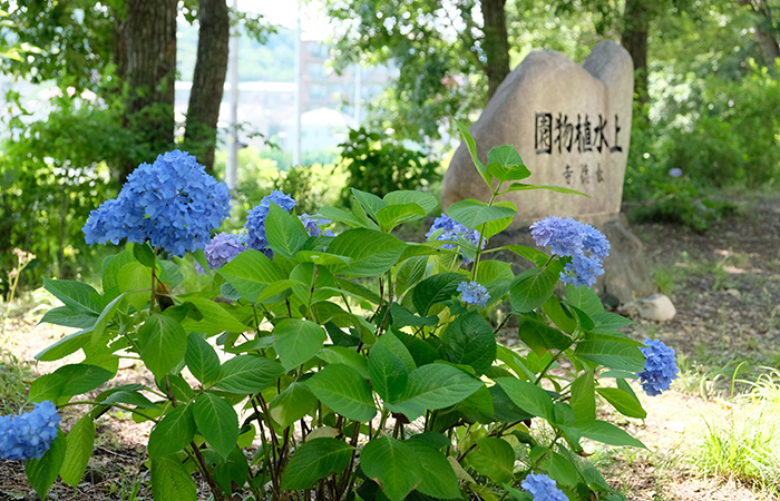 上水植物園のアジサイ