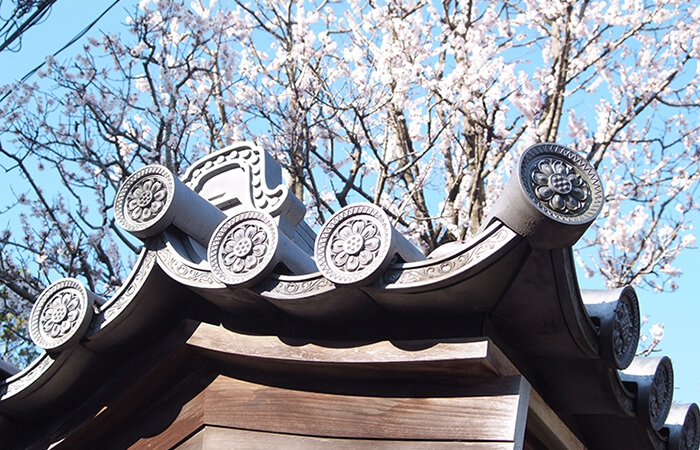 アンズ（杏子）