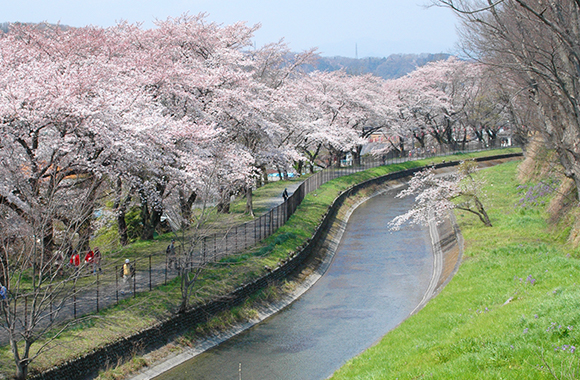 玉川上水散策路